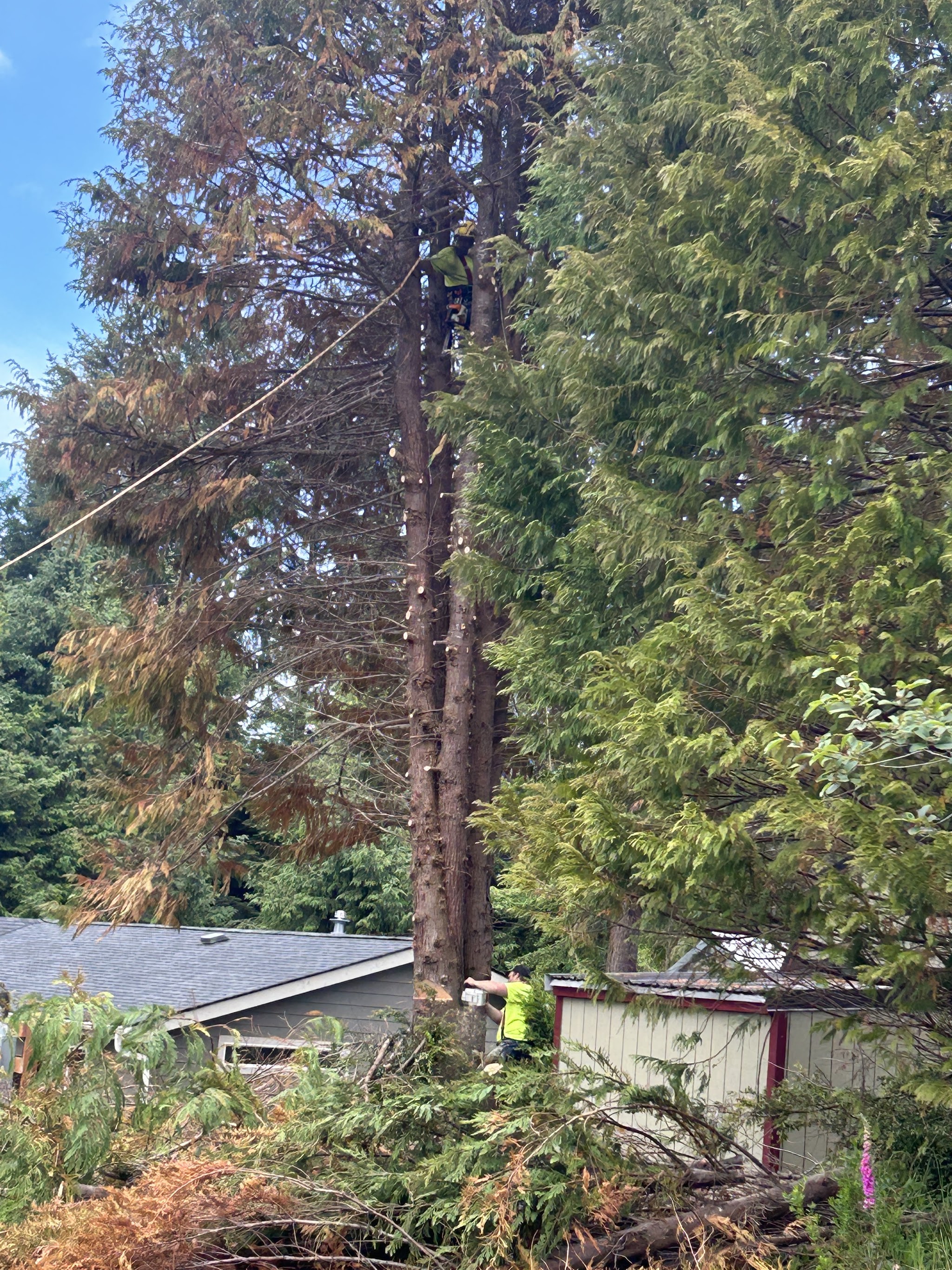 Climber high in a cedar during a hazardous tree removal in Coos Bay