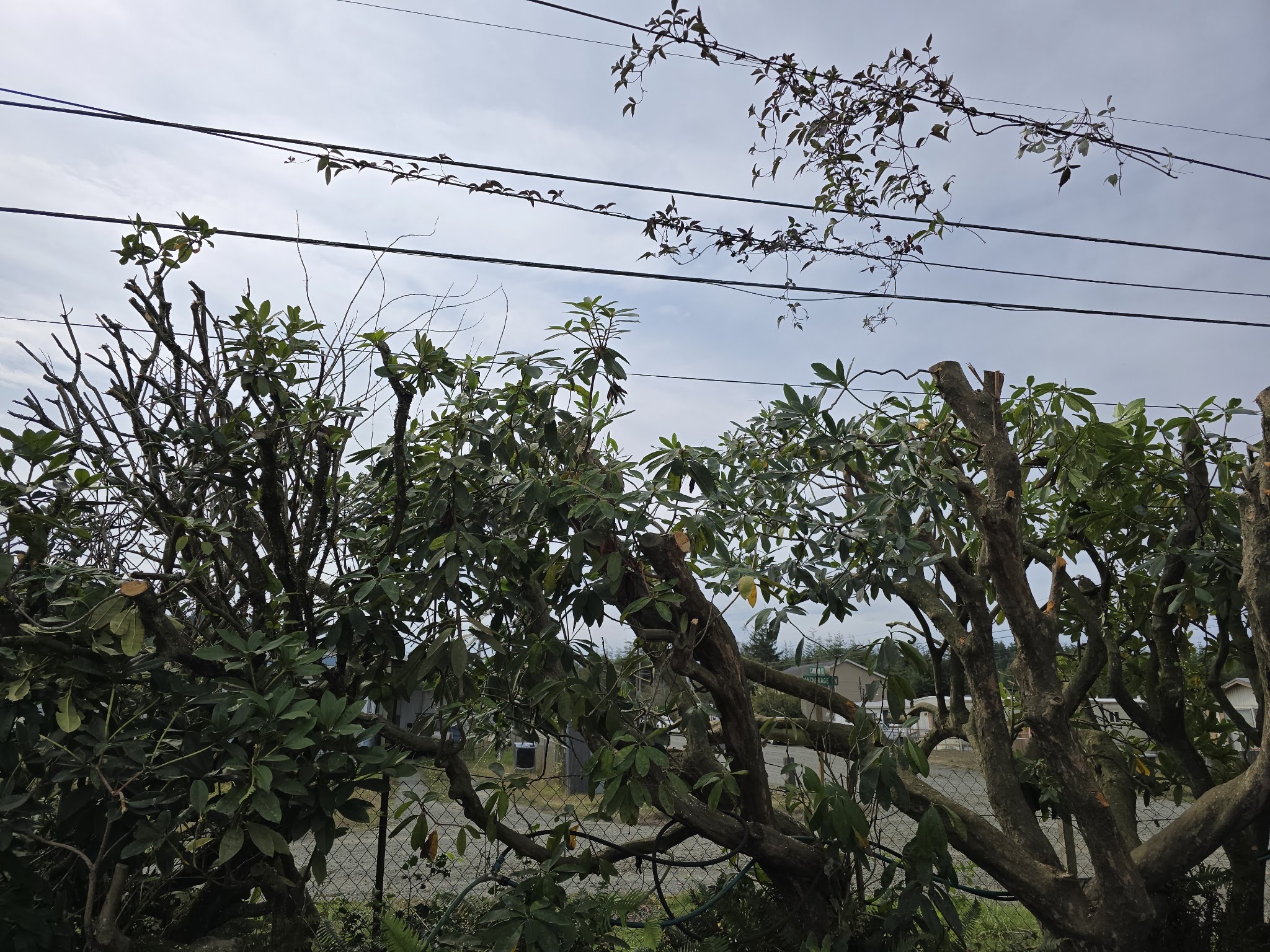 Limb clearance work along overhead lines