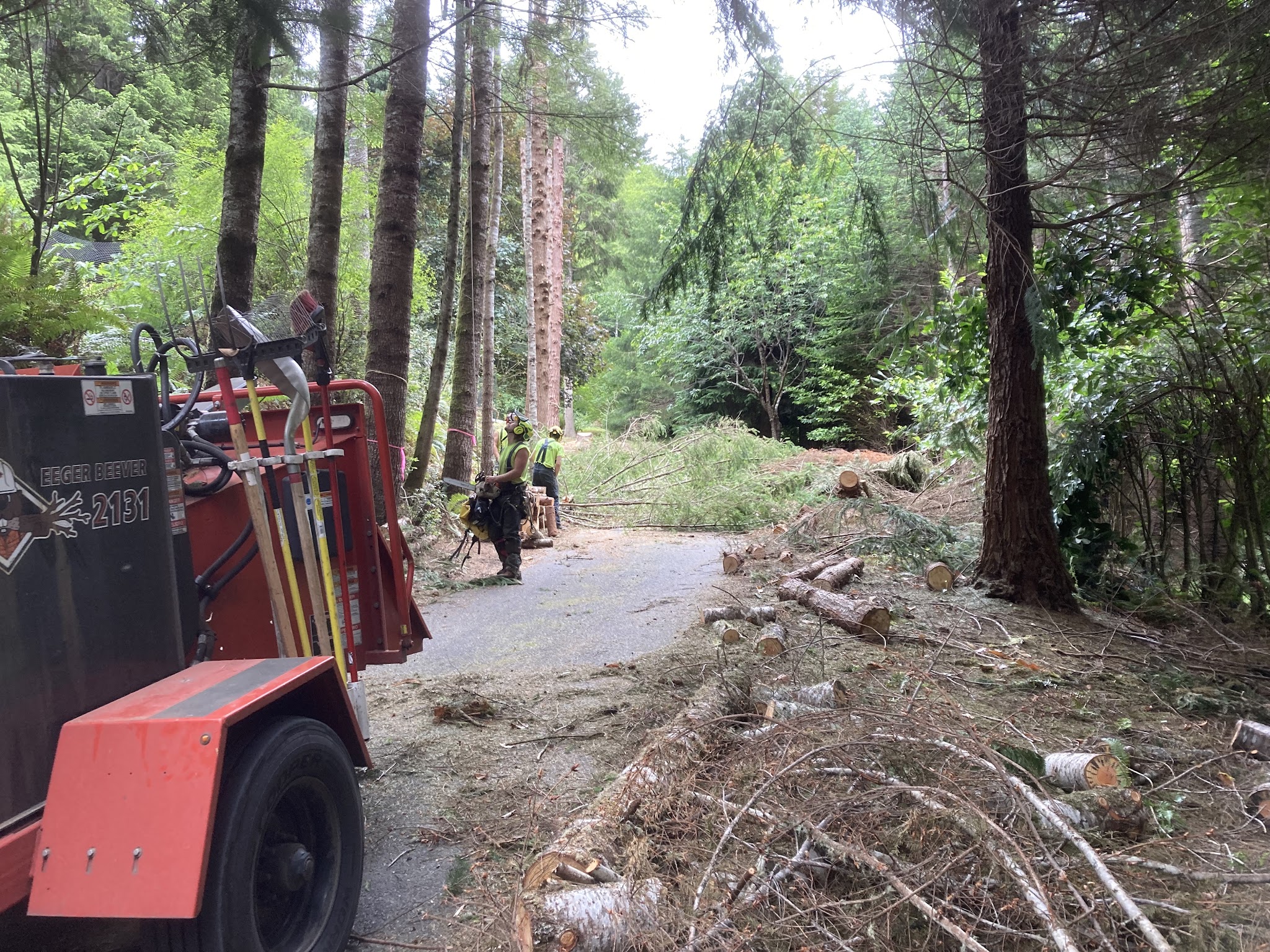 Wood chipper and crew clearing branches after a tree removal