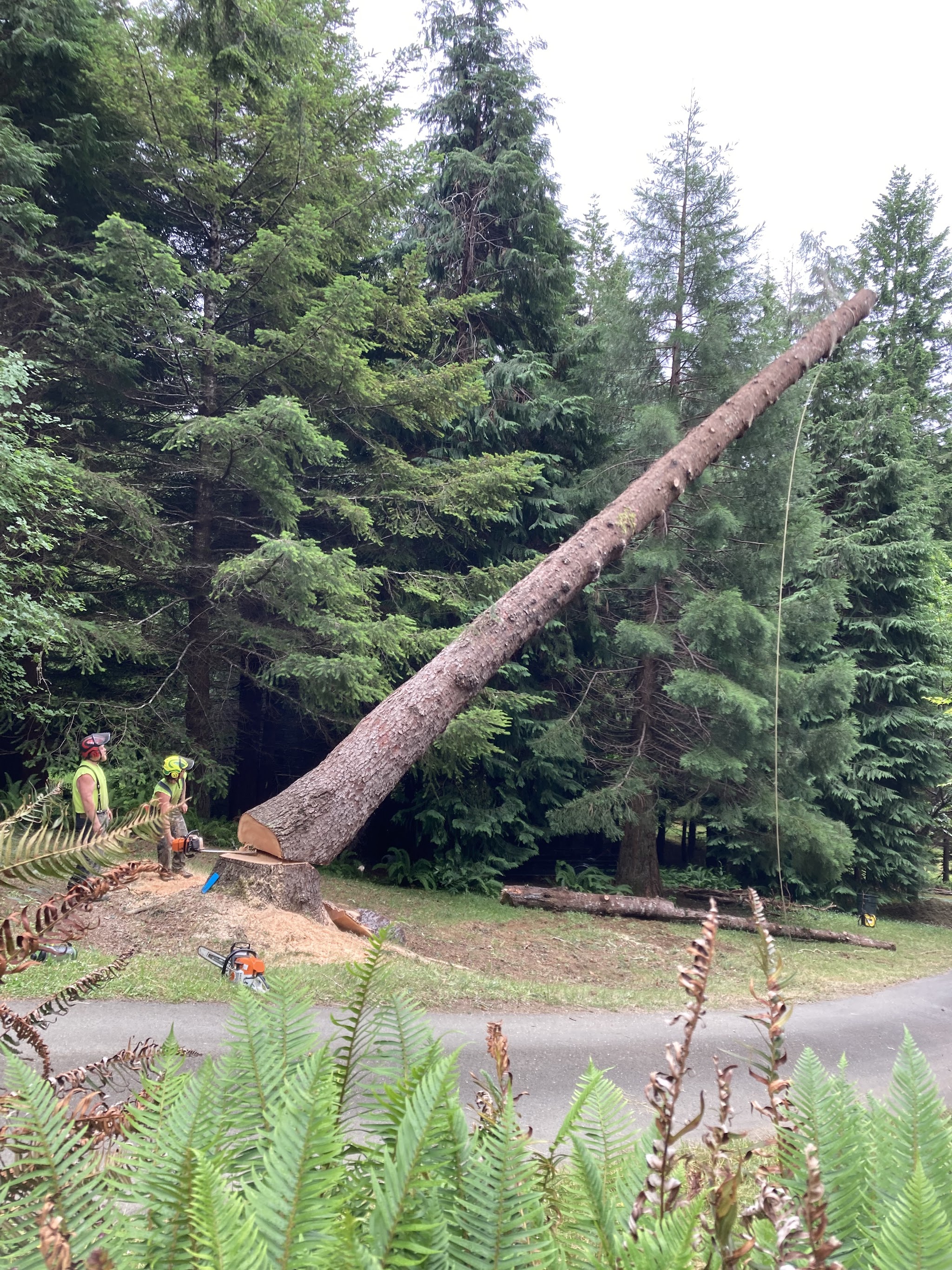 A large fir coming down in a controlled fall during a hazardous tree removal in Coos Bay