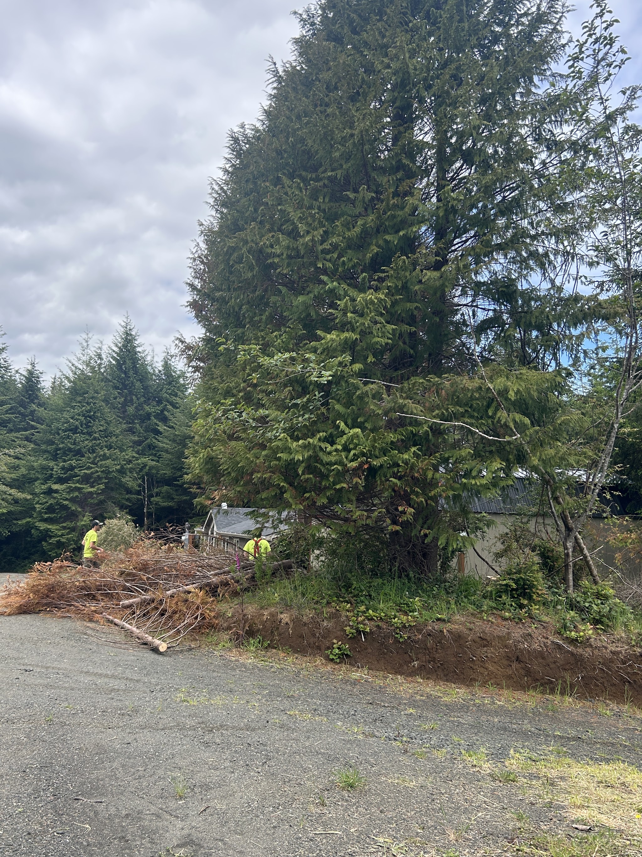 Large cedar being removed next to a home in Coos Bay