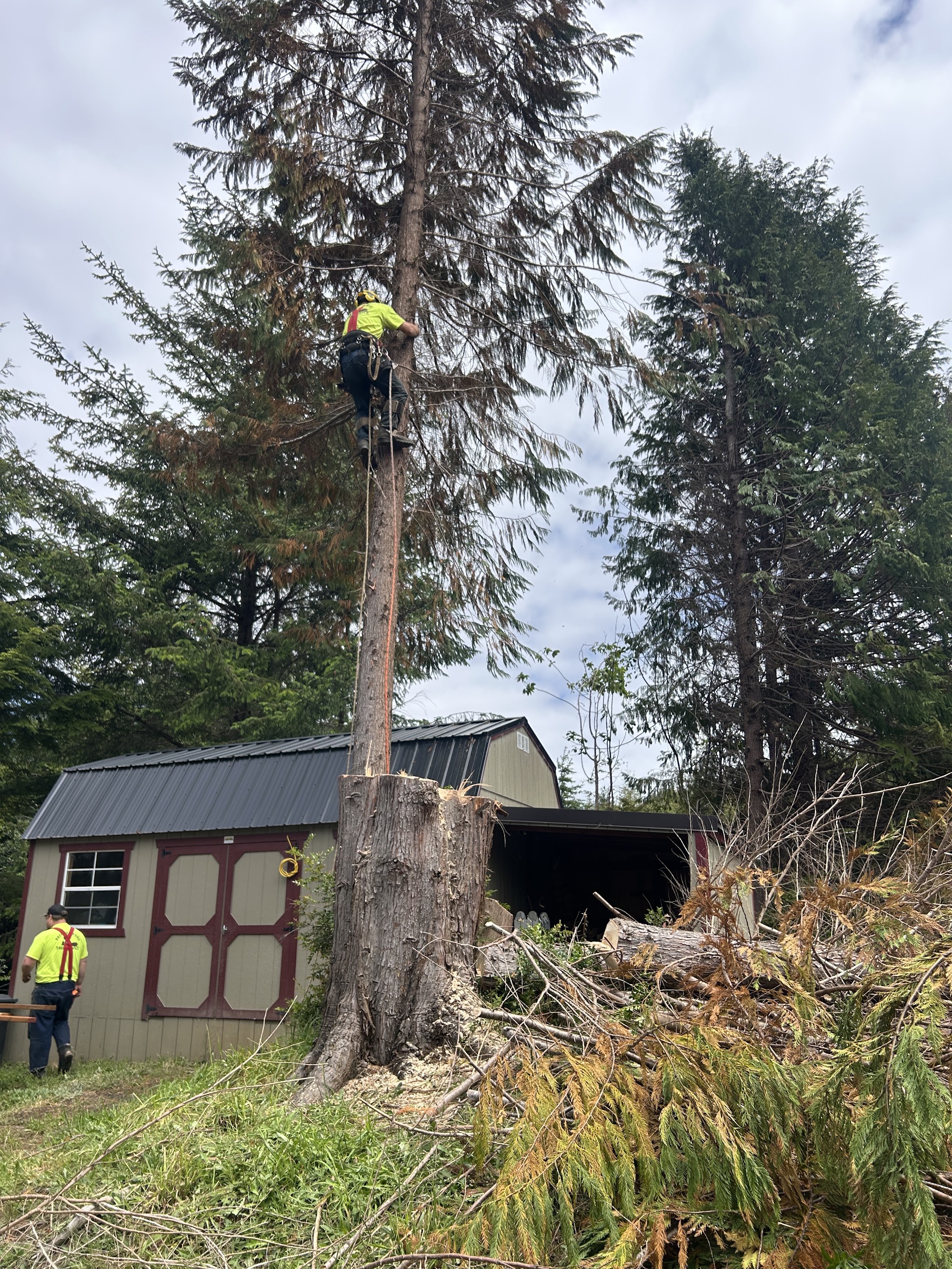 Climber working a spar cut high above a backyard shed